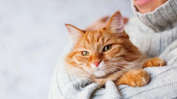 Unique Male Cat Names Inspired by Movies and TV Shows