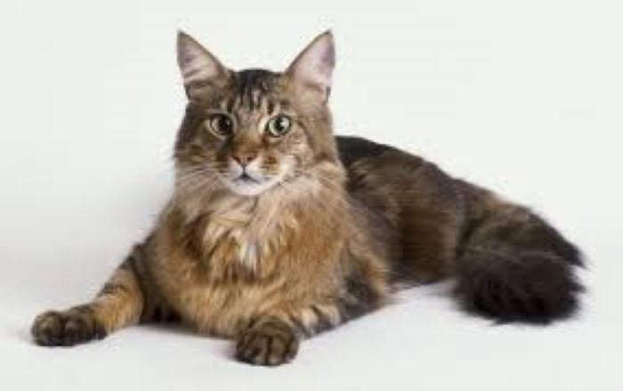 What is Maine Coon Rescue Small