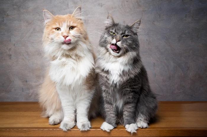 What is a Maine Coon
