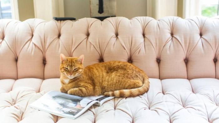 Why Choose a Unique Name for Your Cat Small