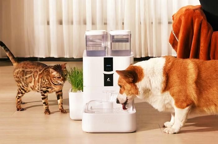 Why You Need a Pet Water Fountain Small