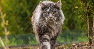 Read more about the article Maine Coon Lifespan: How Long Do Outdoor Maine Coons Live?