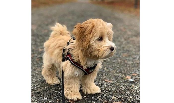 You are currently viewing Everything You Need to Know About Mini Goldendoodles