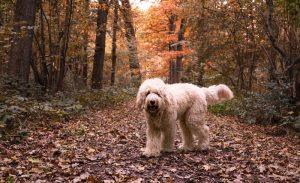 Read more about the article 4 Reasons Why Labradoodles Make Ideal Therapy Dogs