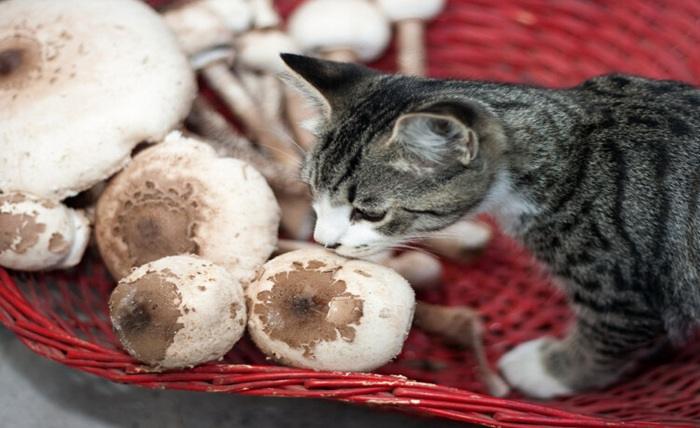 You are currently viewing Exploring the Nutritional Power of Mushrooms for Feline Well-being