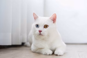 Read more about the article All-White Cats: The Beauty and Mystique of Snowy Felines