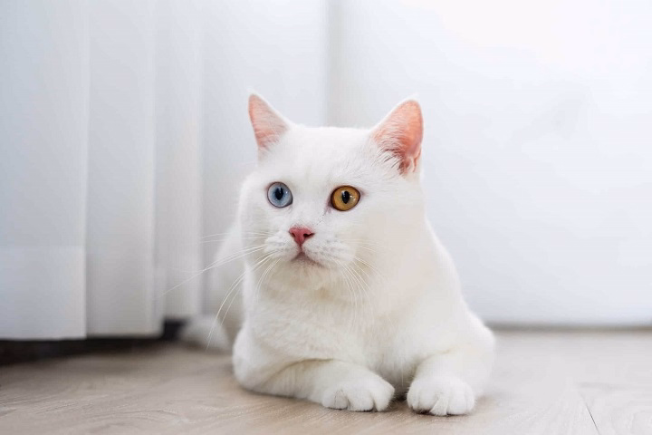 You are currently viewing All-White Cats: The Beauty and Mystique of Snowy Felines
