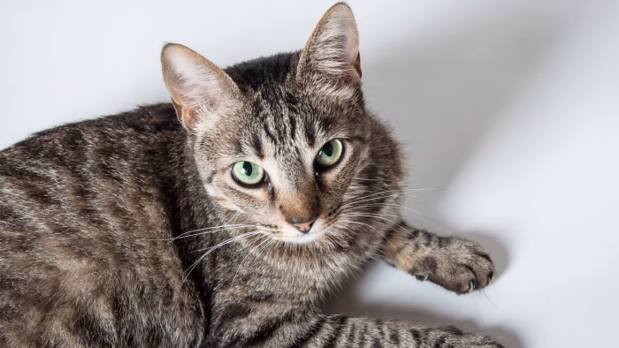 Bi Color Patterns A Striking Contrast e1729659238277