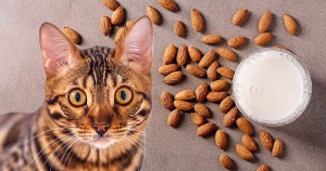 Read more about the article Can Cats Drink Almond Milk?