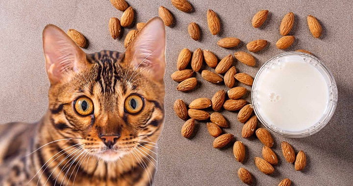Read more about the article Can Cats Drink Almond Milk?