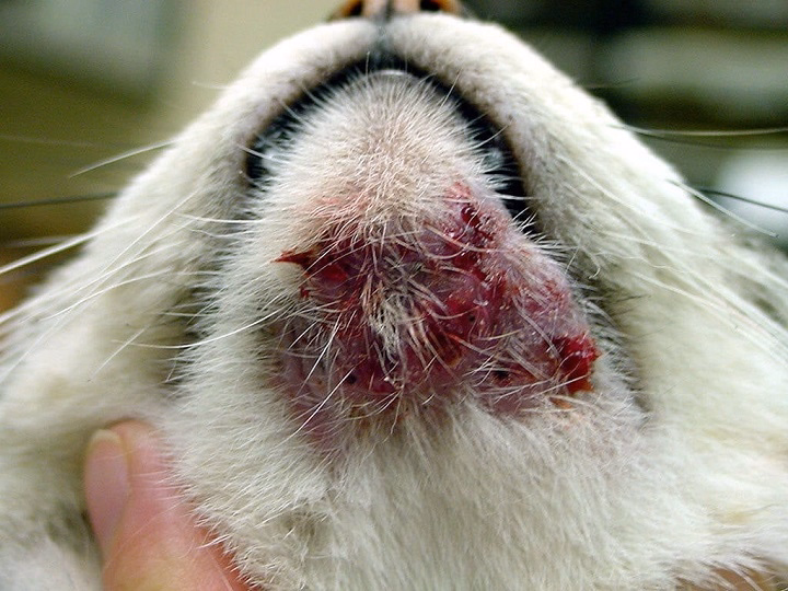 Read more about the article Cat Chin Mites: Causes, Symptoms, and Treatment