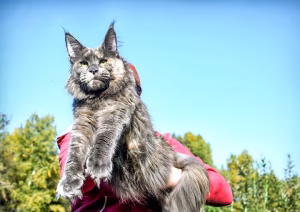 Read more about the article Full Grown Blue Maine Coon Cat: A Majestic Feline Companion
