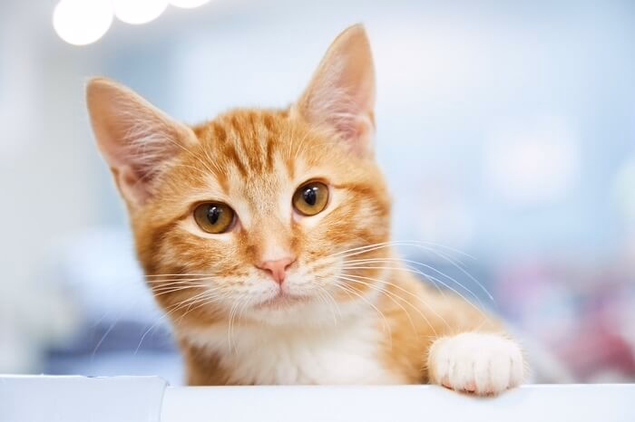 Health and Care for Orange Female Cats