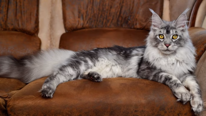 How Big Can a Maine Coon Get e1728901096140