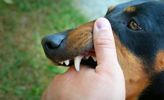 Read more about the article How To Protect Yourself From An Aggressive Animal