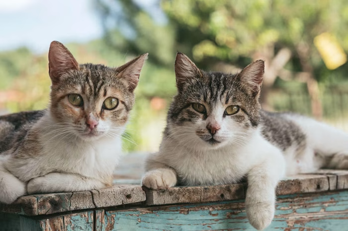 How to Prevent Sibling Mating in Cats e1729142367598
