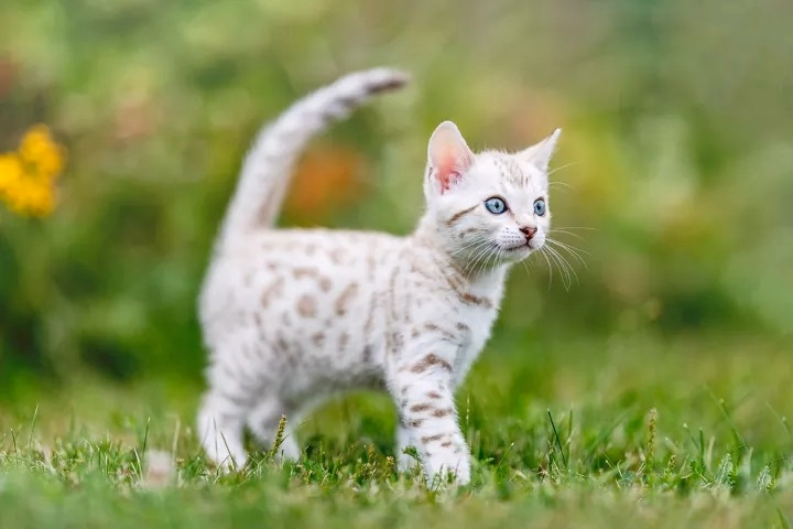 Read more about the article Exploring Large Exotic Cat Breeds: Majestic Felines with Wild Appeal