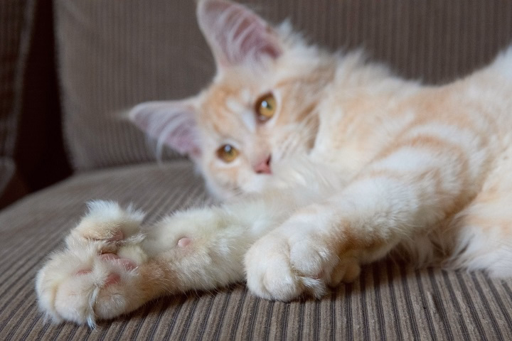 Read more about the article Maine Coon Cat Paws: A Unique Feature of a Majestic Breed