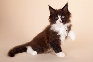 Read more about the article Maine Coon Tuxedo Cat: The Elegant Feline with a Stylish Coat