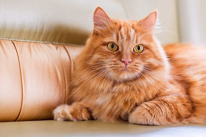 Read more about the article Orange Female Cats: Rare Beauties in the Feline World