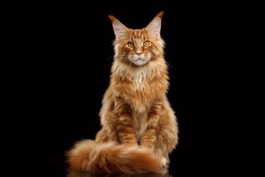 Read more about the article Orange Maine Coon: The Majestic Fiery Giant
