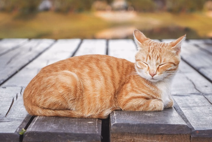 Read more about the article Orange Tabby Cats: The Charm of Fiery Felines