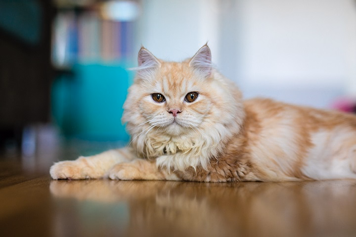 You are currently viewing Persian Cat Colors: A Palette of Elegance and Diversity