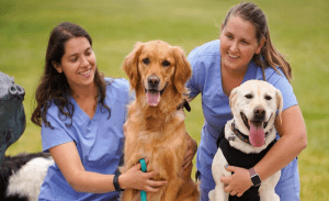 Read more about the article Careers for Animal Lovers: Jobs That Let You Work with Pets