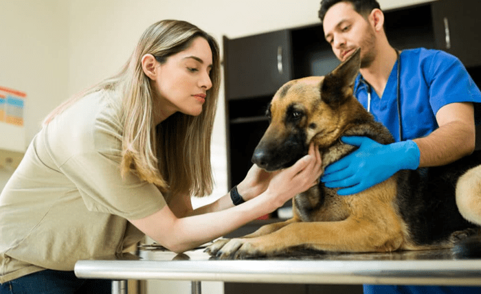 Read more about the article The Best Resources for Pet Owners in Portland Facing Euthanasia Decisions