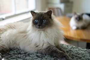 Read more about the article Siamese Maine Coon Mix: The Perfect Blend of Elegance and Strength