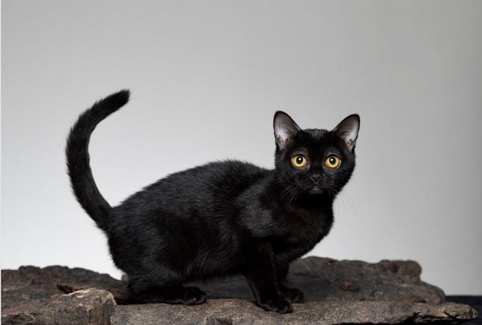 Similarities Between Bombay Cats and Black Cats