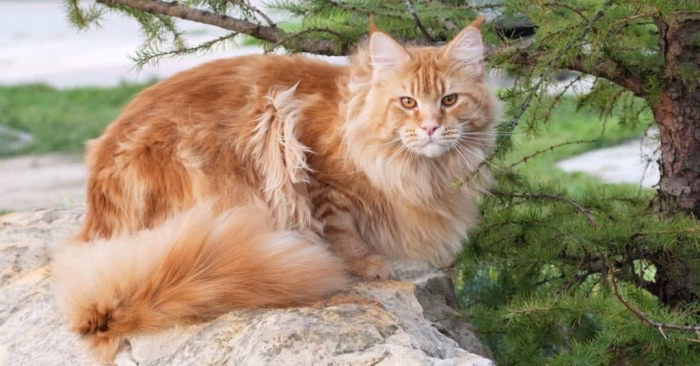 The Appearance of a Full Grown Orange Maine Coon e1729054852735