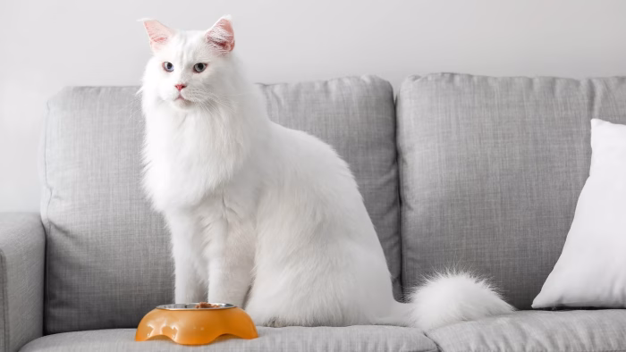 The Unique Beauty of White Maine Coons with Blue Eyes e1728902462777