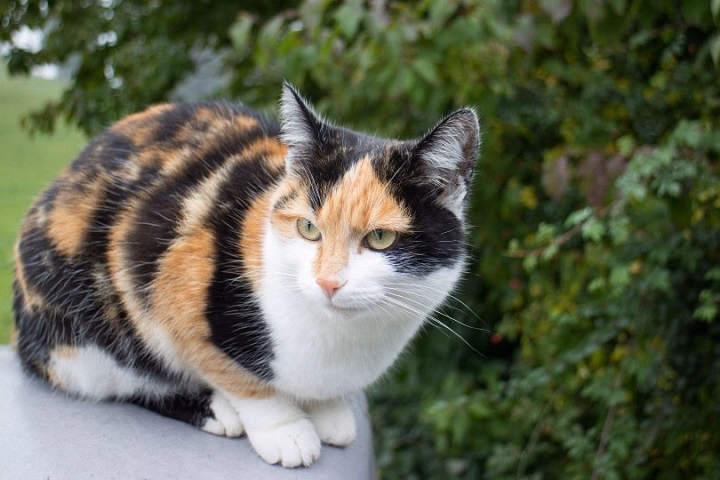 You are currently viewing Types of Calico Cats: A Comprehensive Overview