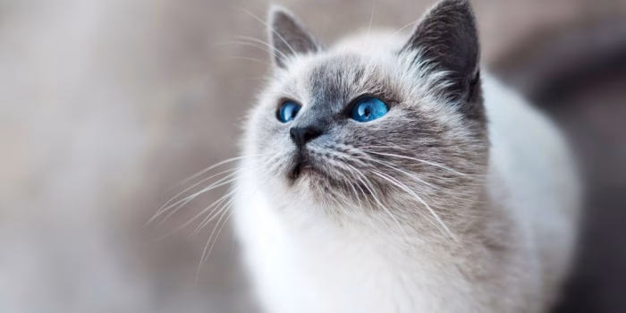 Understanding the White Maine Coon with Blue Eyes e1728902387800