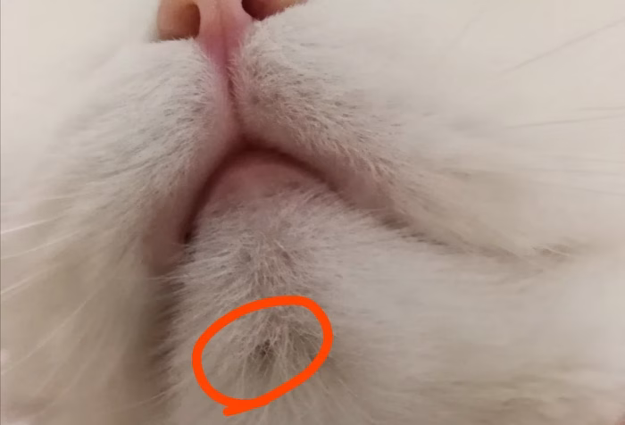 What Are Chin Mites e1729138264368