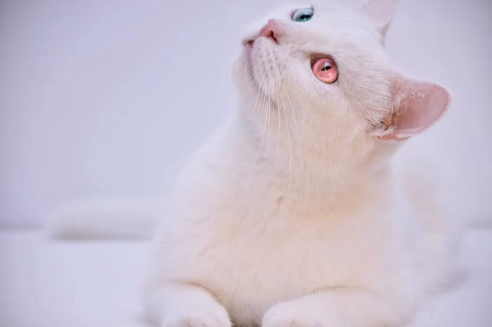 What Is Albinism in Cats e1729745932242