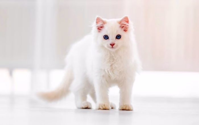 What Makes a Cat All White e1729573329904