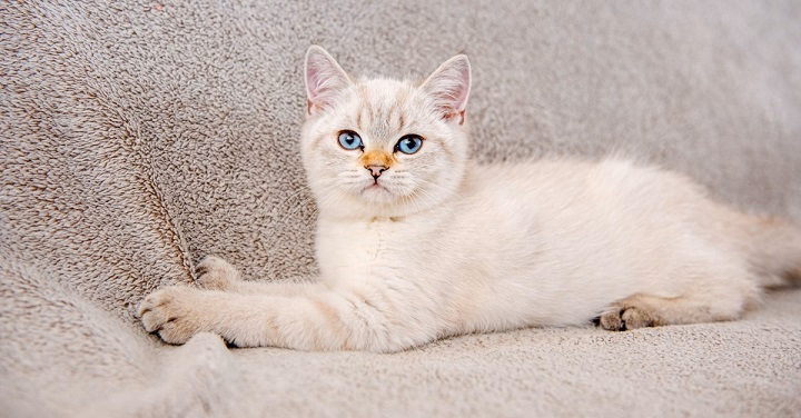 You are currently viewing White Cats with Blue Eyes: The Mystique and Beauty of These Unique Felines