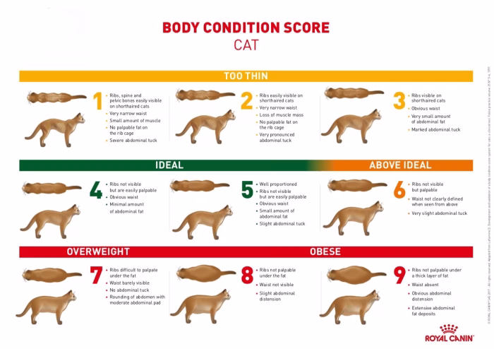 Why Cat Weight Matters e1729746741285