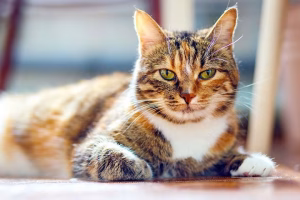 Read more about the article American Shorthair Colors: A Spectrum of Feline Beauty