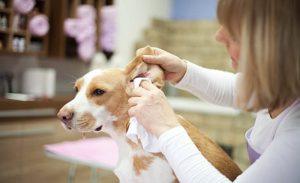 Read more about the article The Importance of Regular Ear Cleaning for Dogs