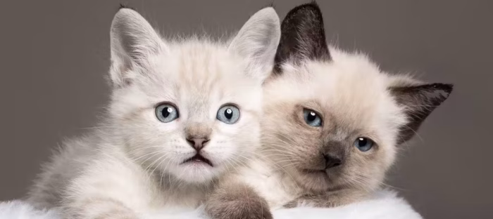 Choosing a Siamese Mix e1730610452358