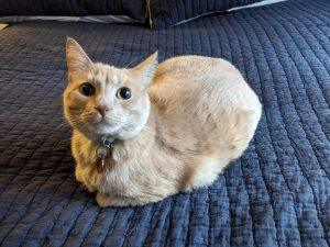 Read more about the article The Unique Allure of Cream Tabby Cats