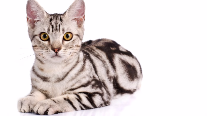 Do Ghost Tabby Patterns Fade Over Time 1 e1730522119304