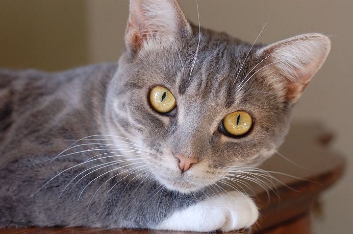 Read more about the article The Beauty and Personality of Light Cream Tabby Cats