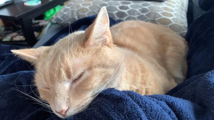 Living with a Cream Tabby e1730524836793