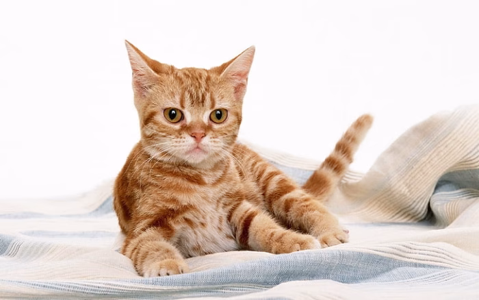 Living with a Light Cream Tabby e1730525829957