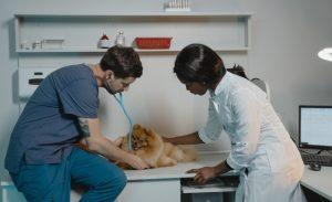 Read more about the article Pet-Friendly Medications: What Every Owner Needs to Know  