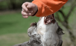 Read more about the article Dog Attacks in Myrtle Beach: 5 Things Victims Must Do Immediately